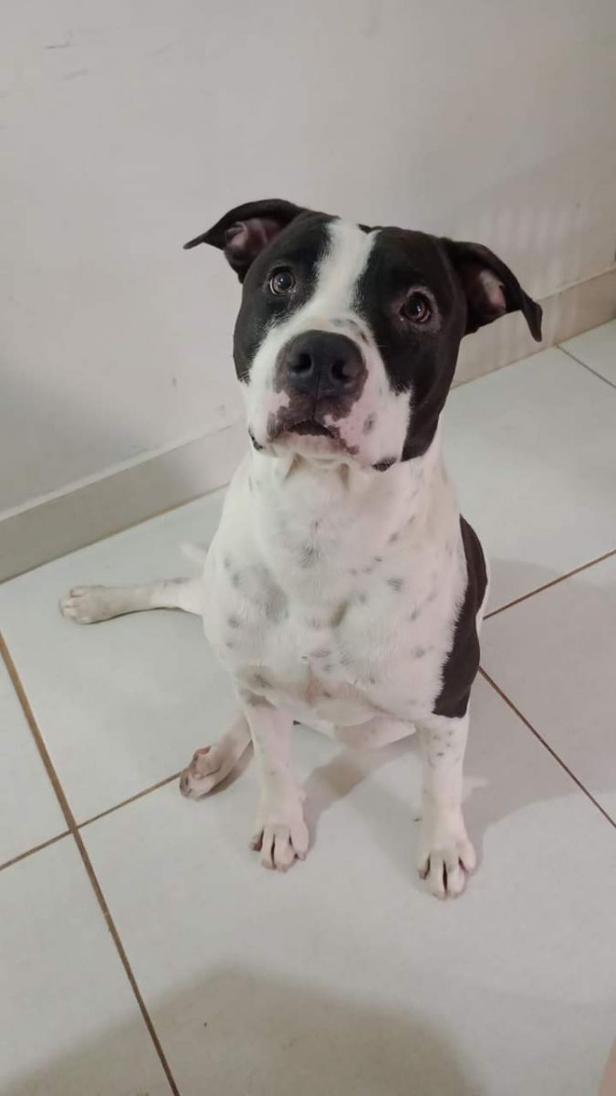  O pitbull se chama Thor. 